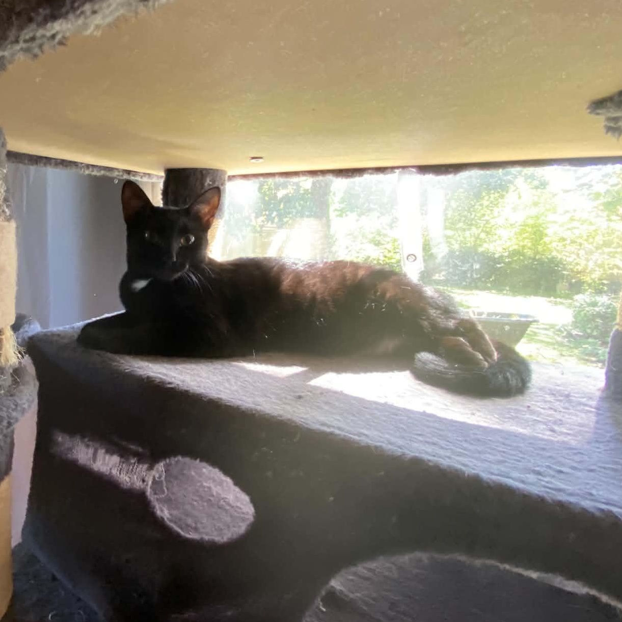 Enlarge Mira, a Adoptable Domestic Short Hair in Beloit, WI image 2/2