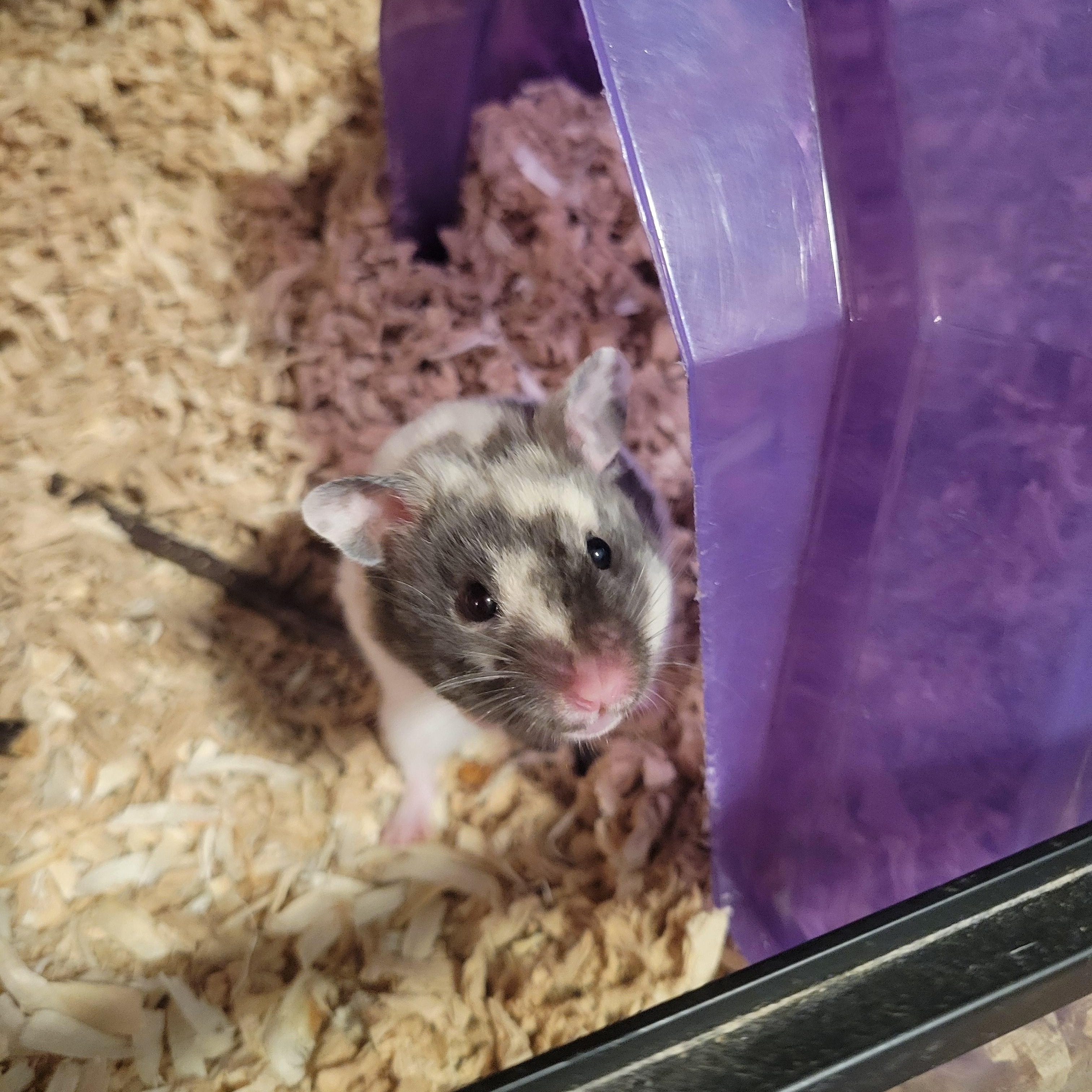 Enlarge Amelia May, a ADOPTABLE Hamster in Olympia, WA image 1/5