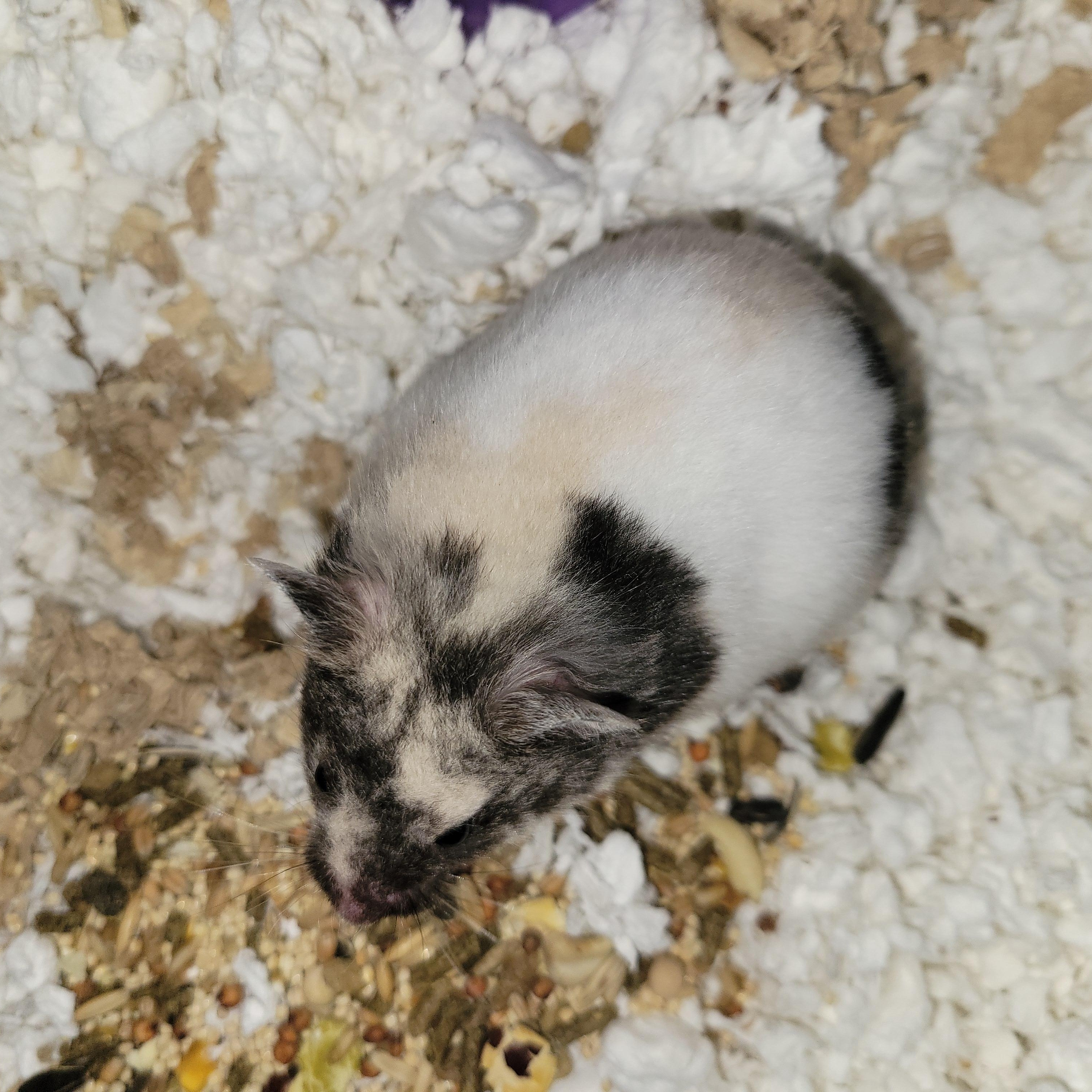 Enlarge Amelia May, a ADOPTABLE Hamster in Olympia, WA image 5/5
