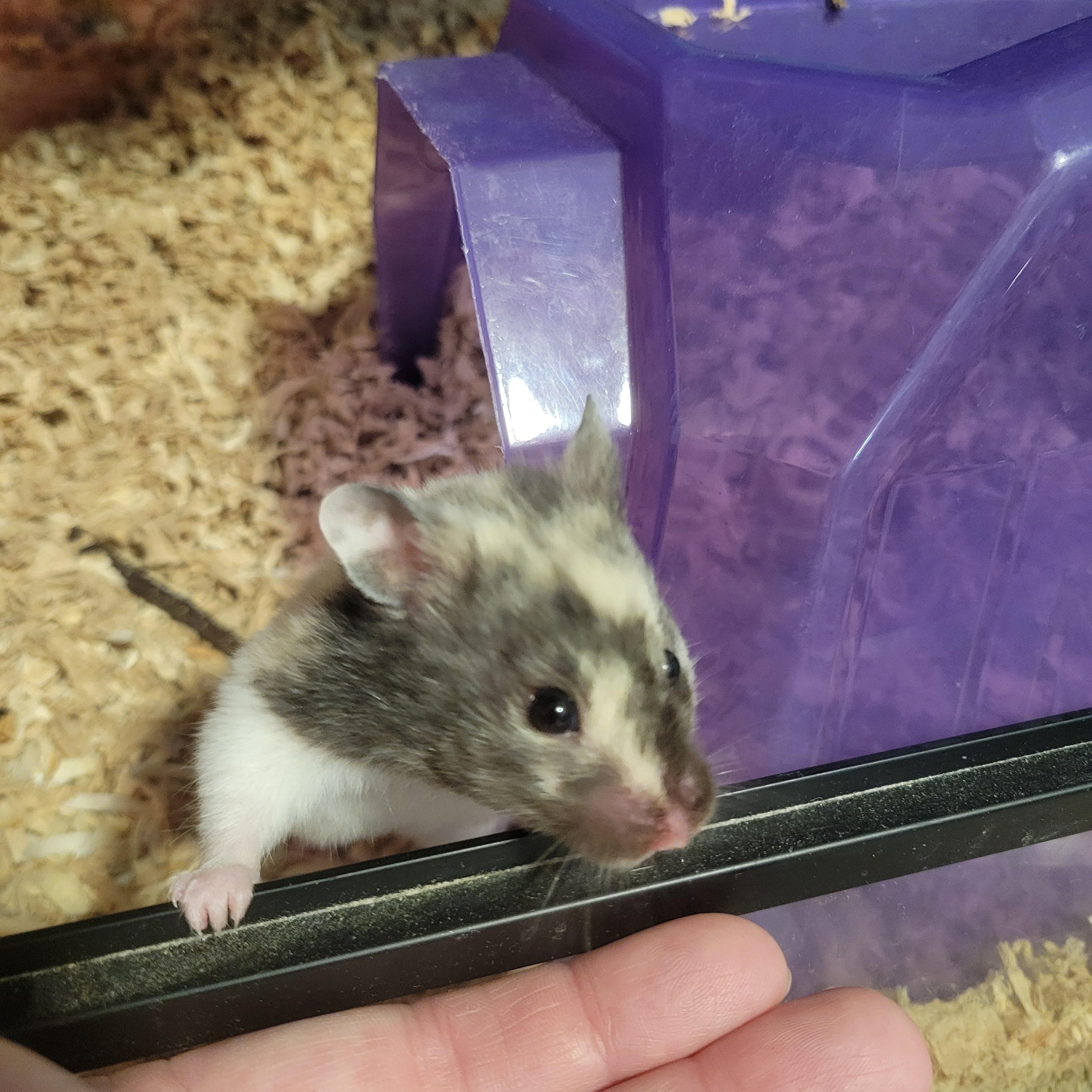 Enlarge Amelia May, a ADOPTABLE Hamster in Olympia, WA image 4/5