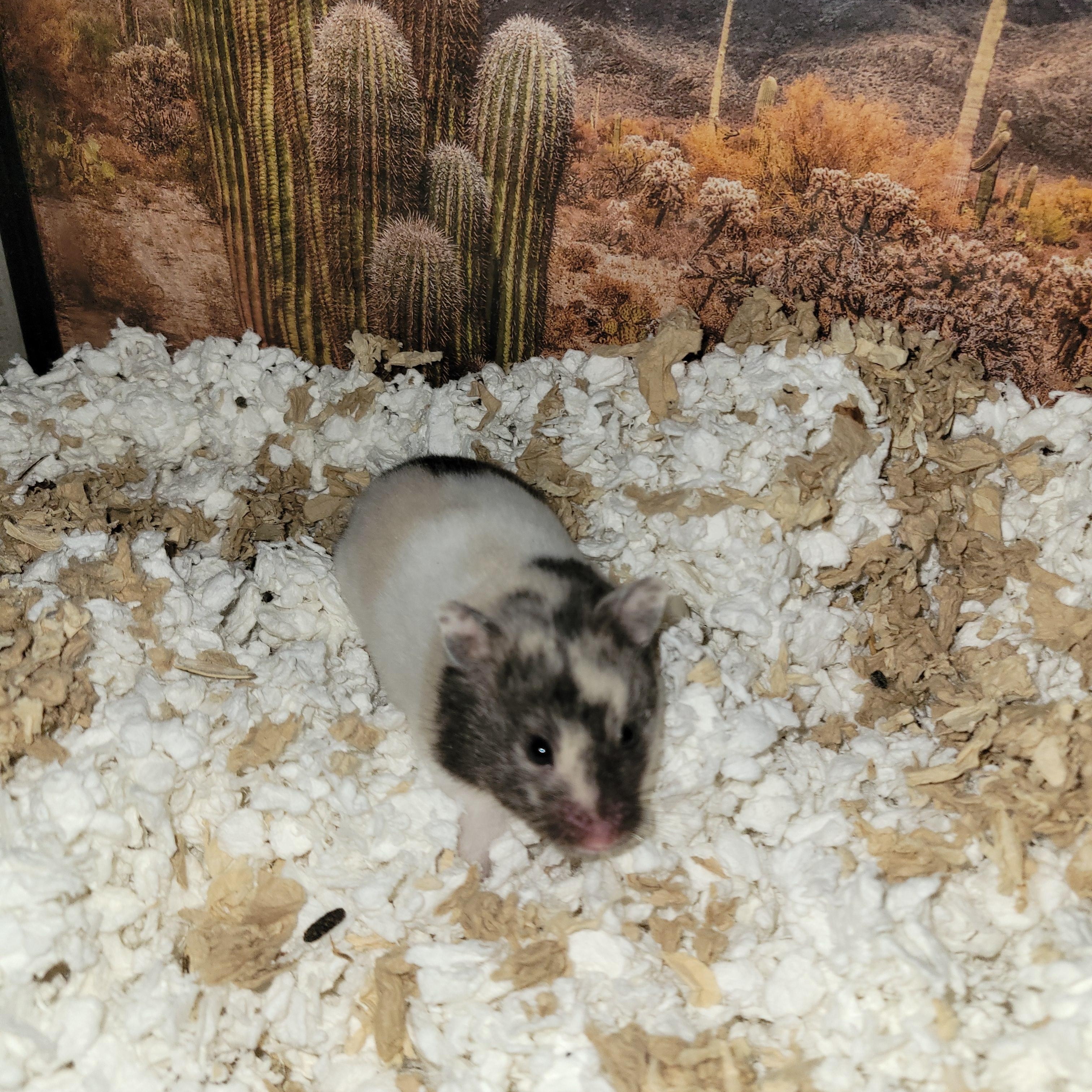 Enlarge Amelia May, a ADOPTABLE Hamster in Olympia, WA image 2/5