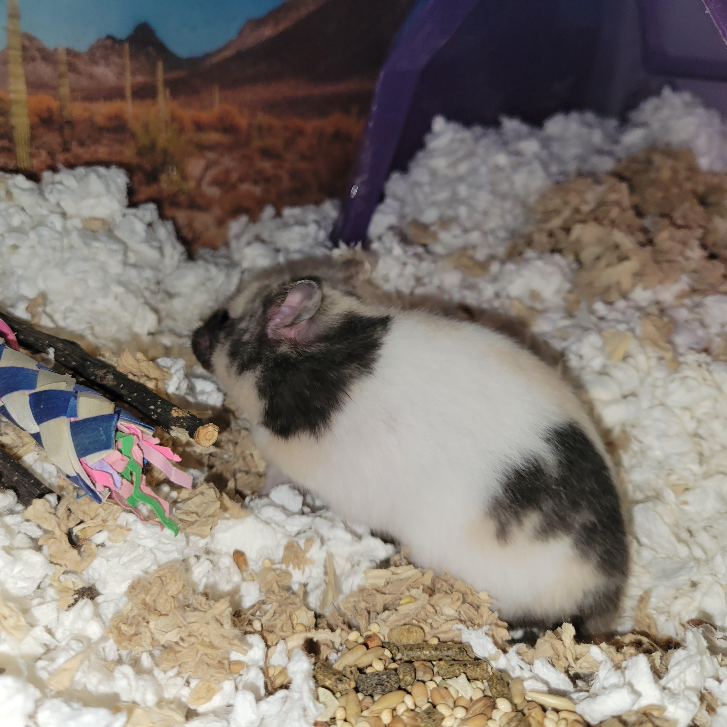 Enlarge Amelia May, a ADOPTABLE Hamster in Olympia, WA image 3/5