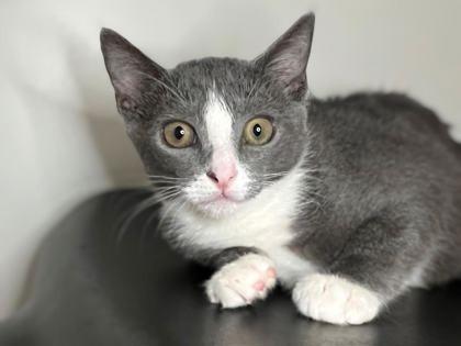 Celtic Spirit, Adoptable, Kitten Female Domestic Short Hair.