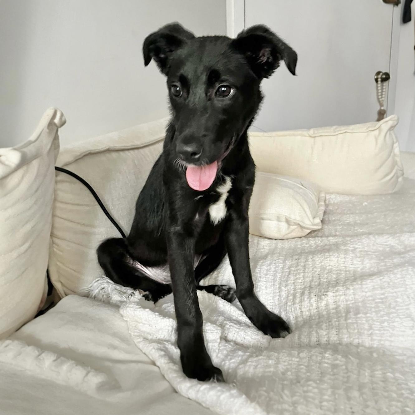 Mckenzie, a ADOPTABLE Mixed Breed in Hillsborough, NJ image 1/6