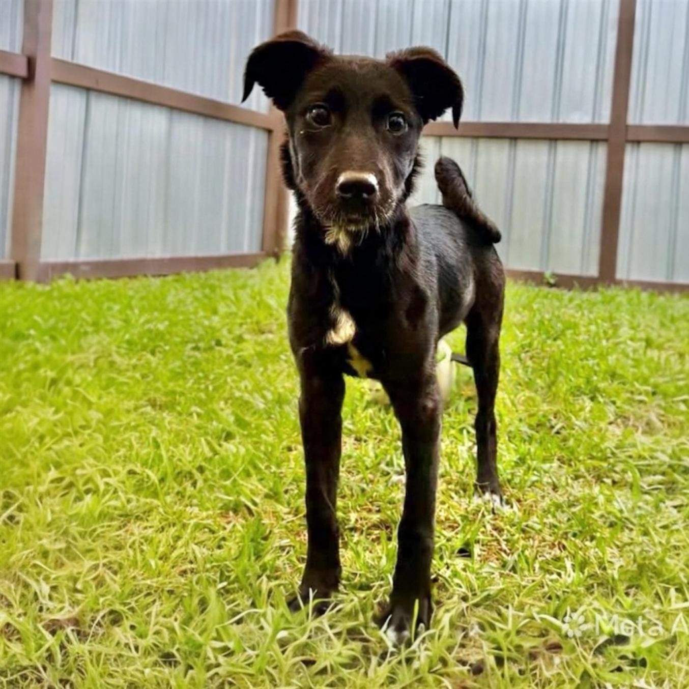 Mckenzie, a ADOPTABLE Mixed Breed in Hillsborough, NJ image 3/6
