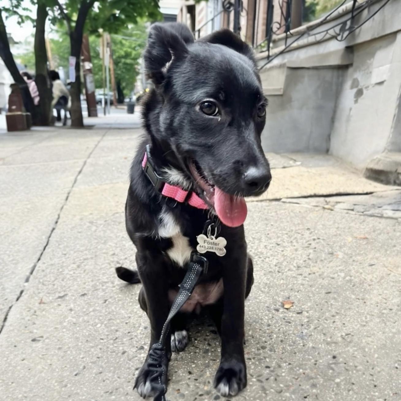 Mckenzie, a ADOPTABLE Mixed Breed in Hillsborough, NJ image 6/6