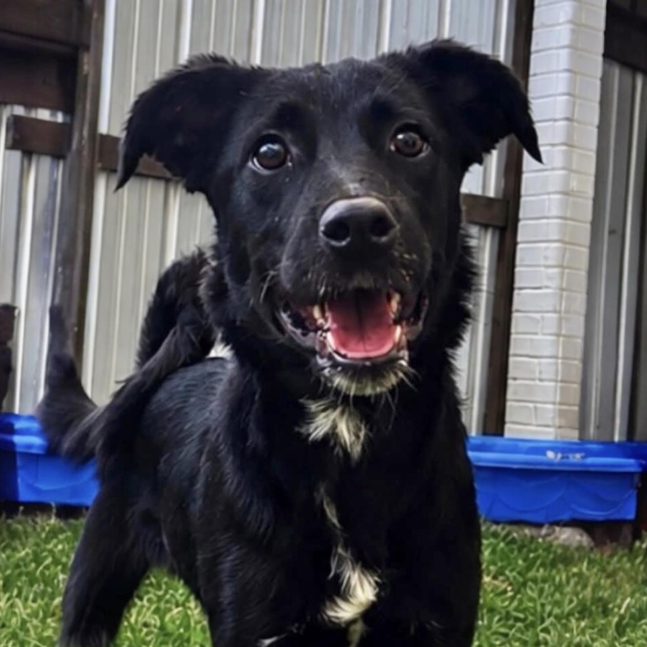 Mckenzie, a ADOPTABLE Mixed Breed in Hillsborough, NJ image 4/6