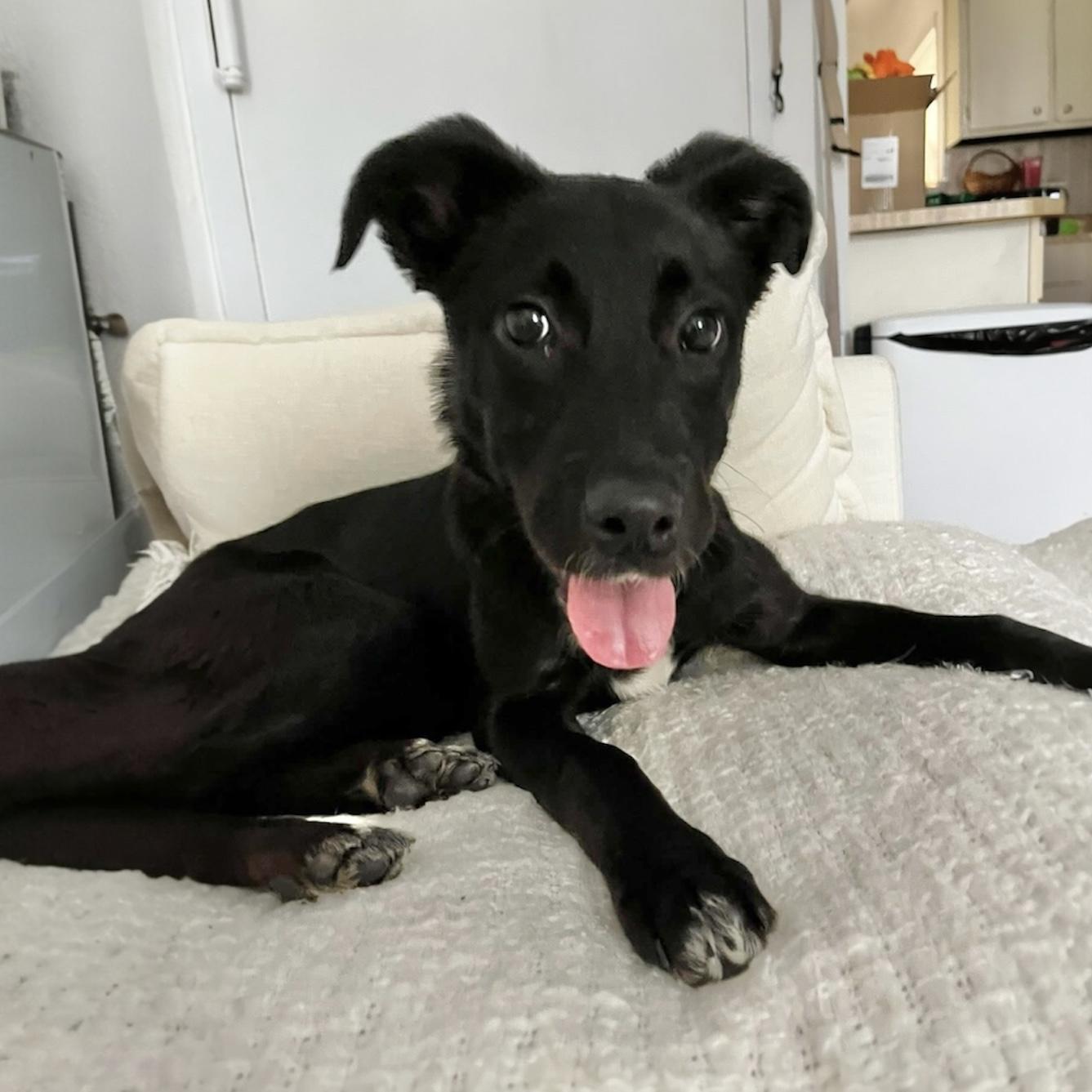 Mckenzie, a ADOPTABLE Mixed Breed in Hillsborough, NJ image 5/6