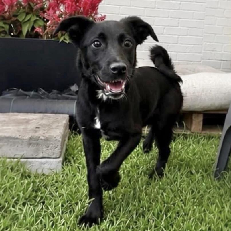 Mckenzie, a ADOPTABLE Mixed Breed in Hillsborough, NJ image 2/6