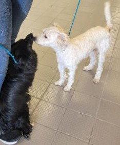 Enlarge Cash, a Adopted Poodle in Evergreen, CO image 1/2