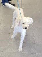 Enlarge Cash, a Adopted Poodle in Evergreen, CO image 2/2