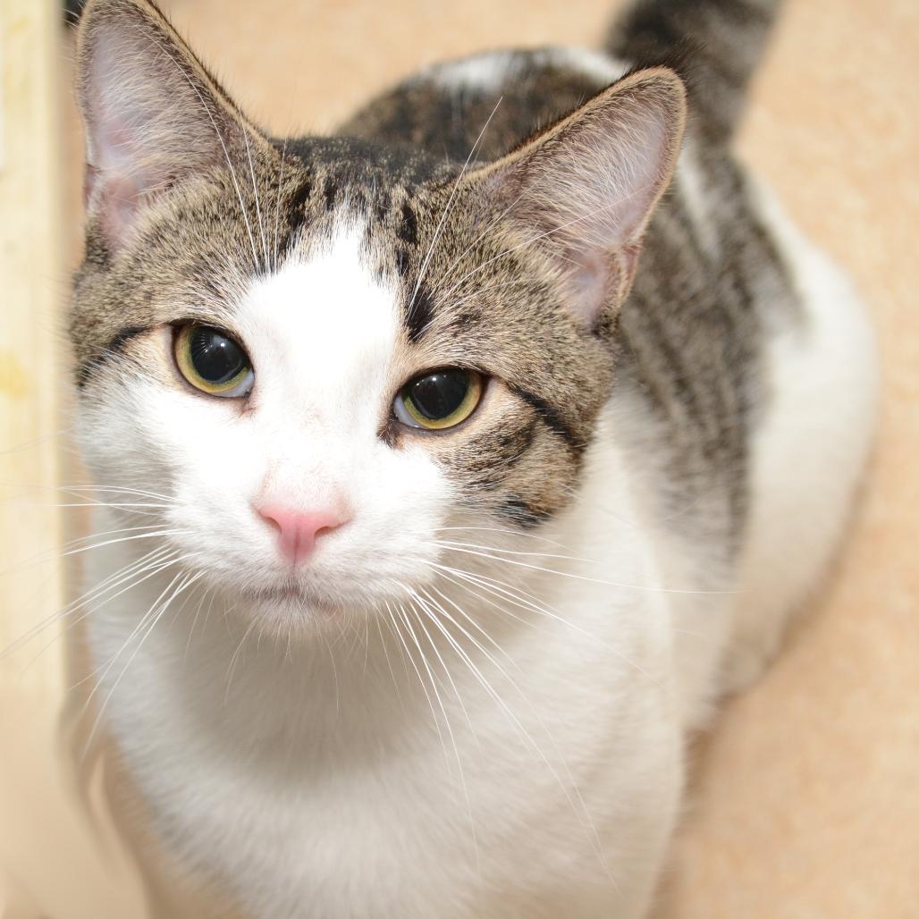 Lino, Adoptable, Young Male Domestic Short Hair.