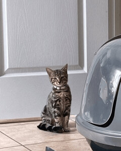 Enlarge Artemis, a Adoptable Domestic Short Hair in Jesup, GA image 1/6