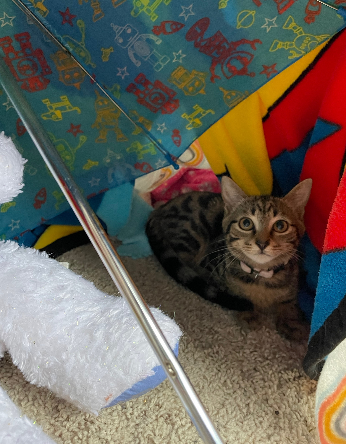 Enlarge Artemis, a Adoptable Domestic Short Hair in Jesup, GA image 2/6