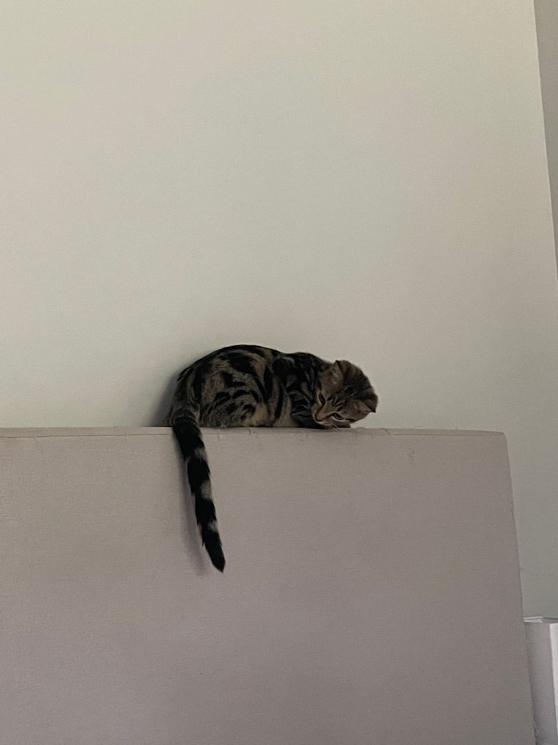 Enlarge Artemis, a Adoptable Domestic Short Hair in Jesup, GA image 3/6