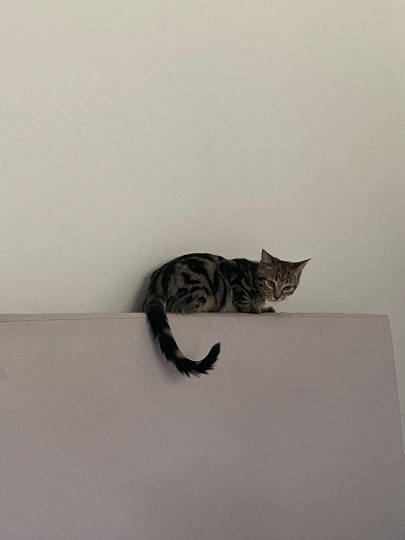 Enlarge Artemis, a Adoptable Domestic Short Hair in Jesup, GA image 4/6