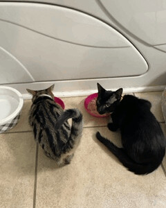 Enlarge Artemis, a Adoptable Domestic Short Hair in Jesup, GA image 6/6