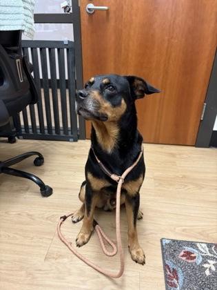 TRAVIS - Labrador Retriever / Mixed Breed for adoption in San Antonio
