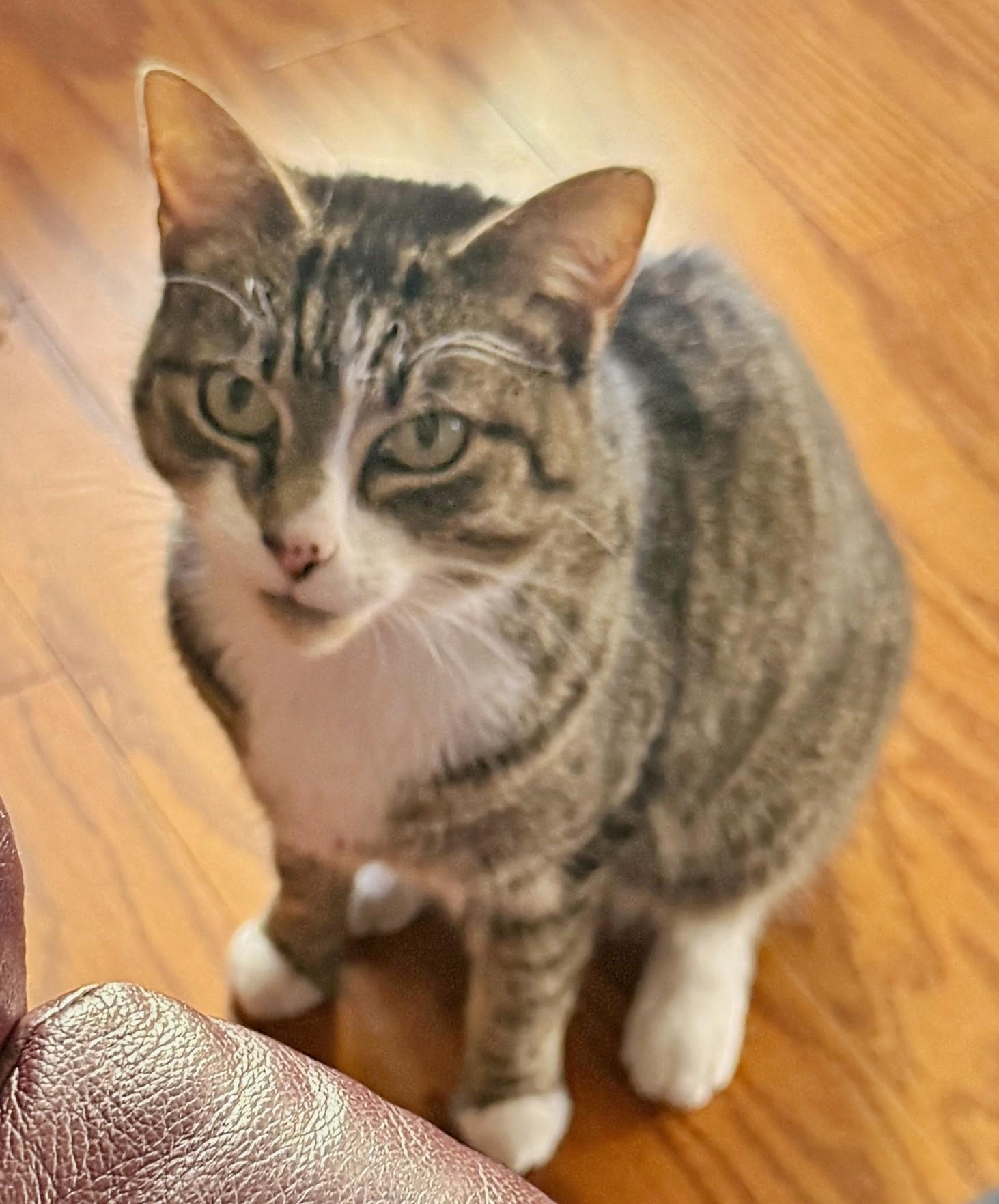 Lily (reduced adoption fee), Adoptable, Adult Female Domestic Short Hair.