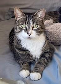 Enlarge Lily (reduced adoption fee), a Adoptable Domestic Short Hair in Melrose, MA image 4/4