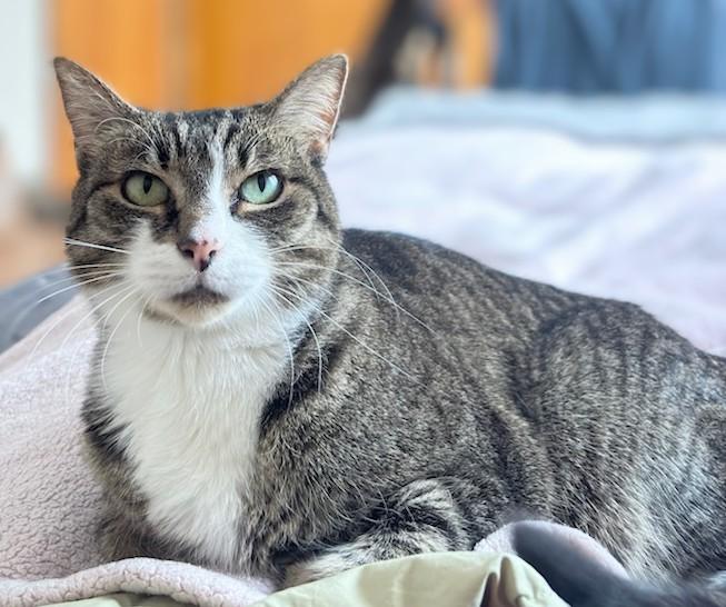 Enlarge Lily (reduced adoption fee), a Adoptable Domestic Short Hair in Melrose, MA image 2/4