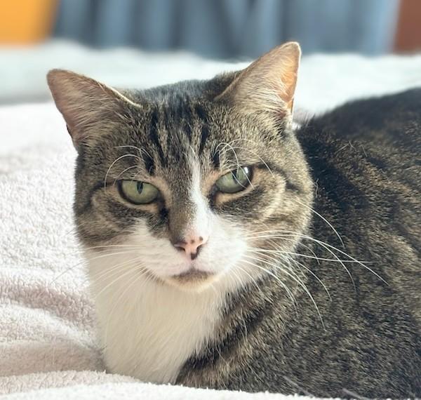 Enlarge Lily (reduced adoption fee), a Adoptable Domestic Short Hair in Melrose, MA image 3/4