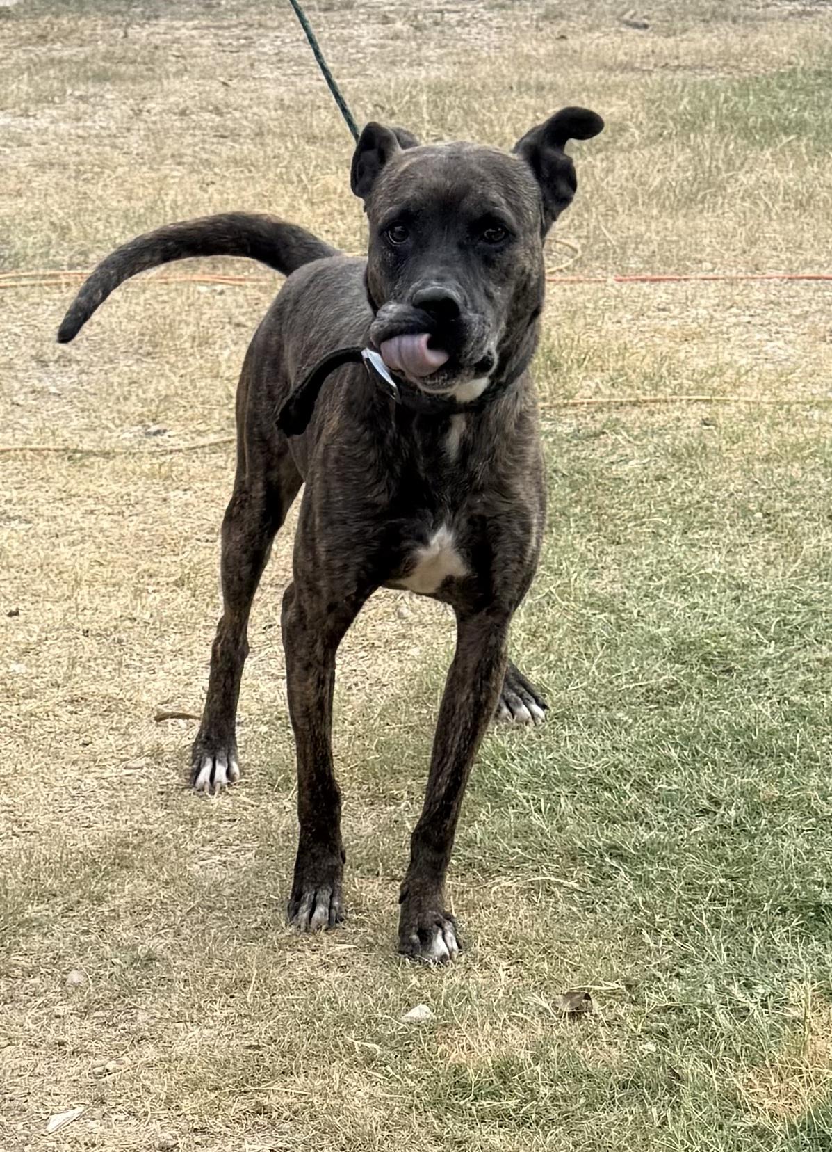 Jack Harlow, a Adoptable mixed breed in Highland Mills , NY image 1/5