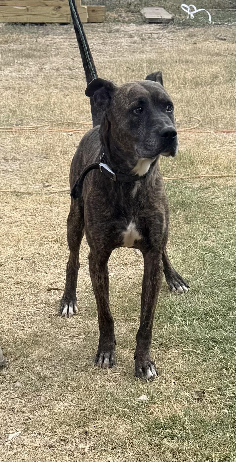 Jack Harlow, a Adoptable mixed breed in Highland Mills , NY image 2/5