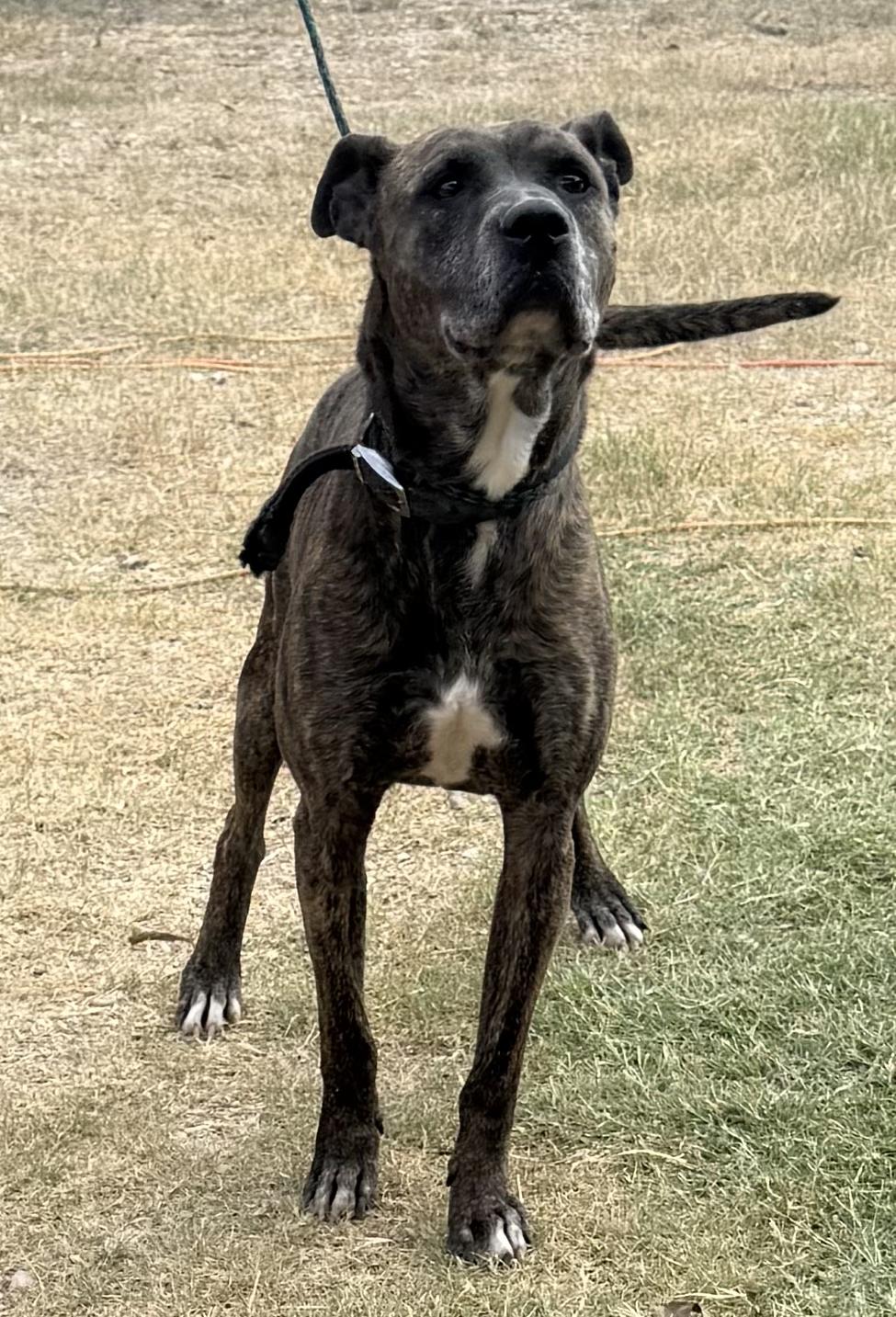 Jack Harlow, a Adoptable mixed breed in Highland Mills , NY image 3/5