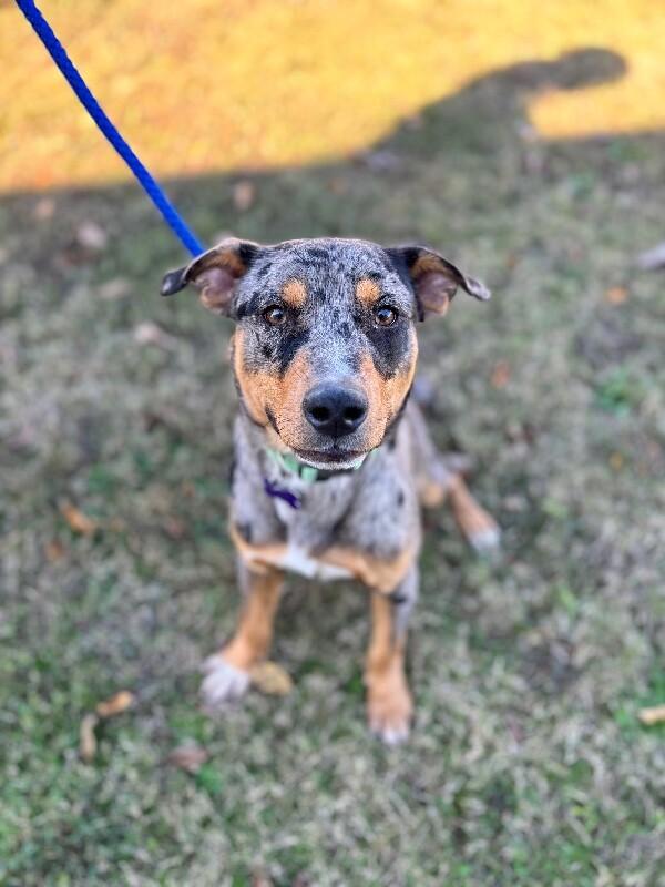 Slone, a Adoptable mixed breed image 1/6