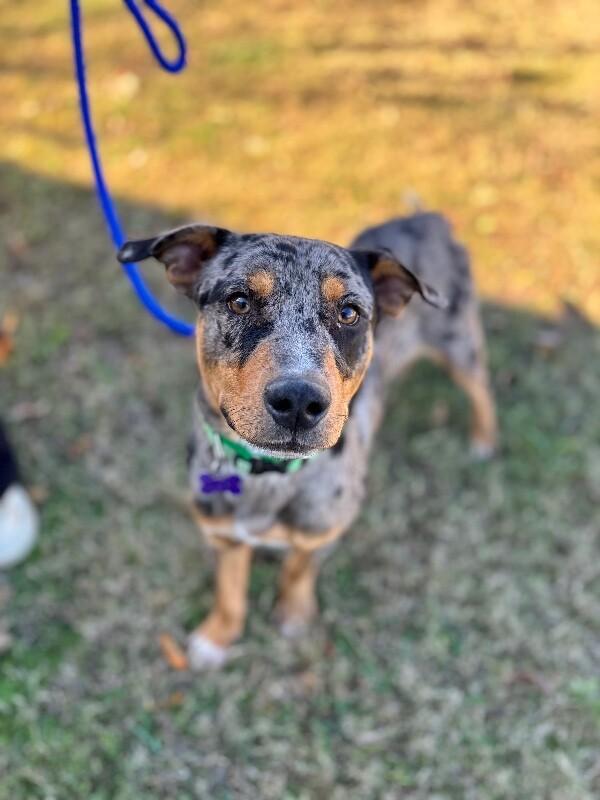 Slone, a Adoptable mixed breed image 2/6