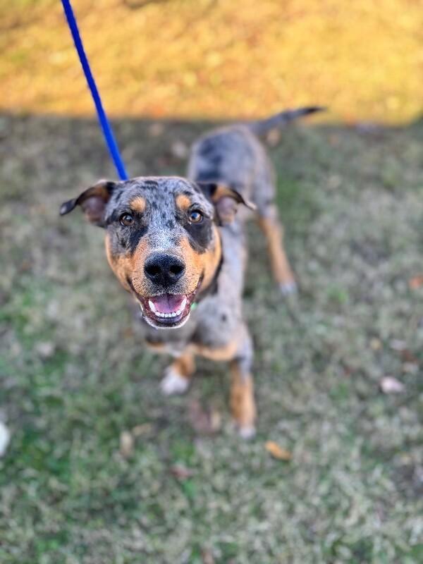 Slone, a Adoptable mixed breed image 3/6