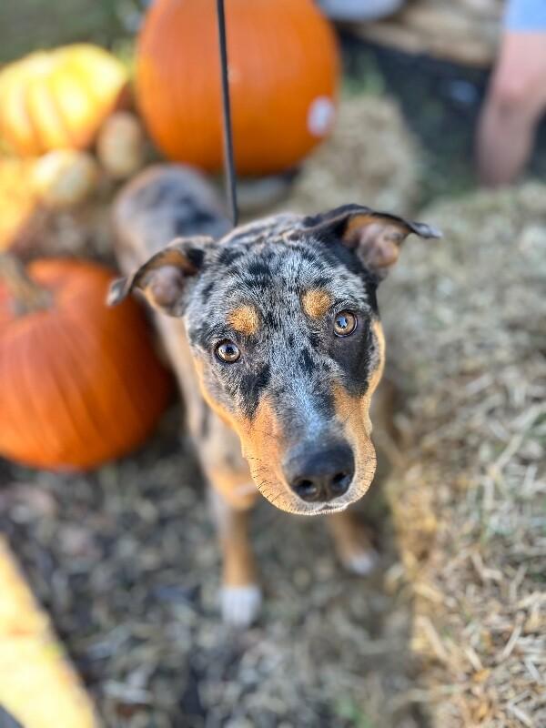 Slone, a Adoptable mixed breed image 5/6