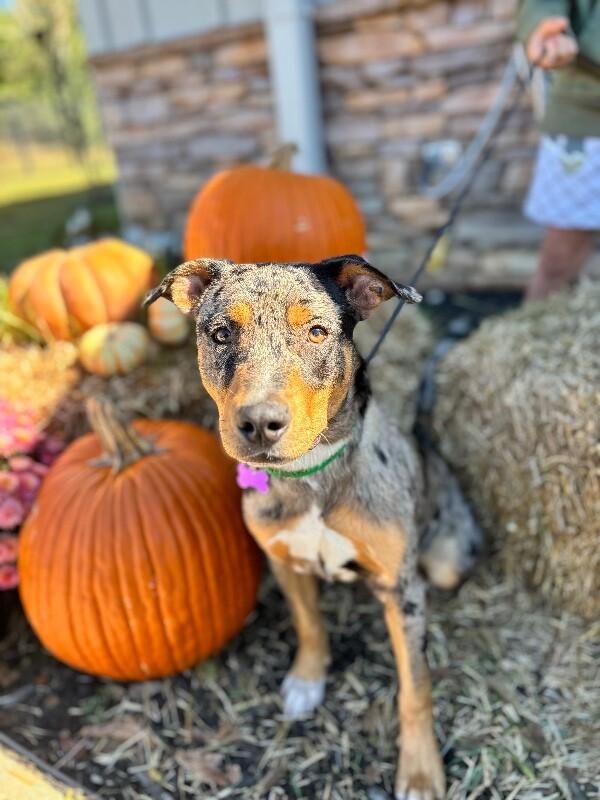 Slone, a Adoptable mixed breed image 6/6