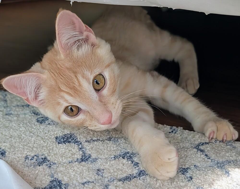Sunny D, Adoptable, Kitten Male Domestic Short Hair.