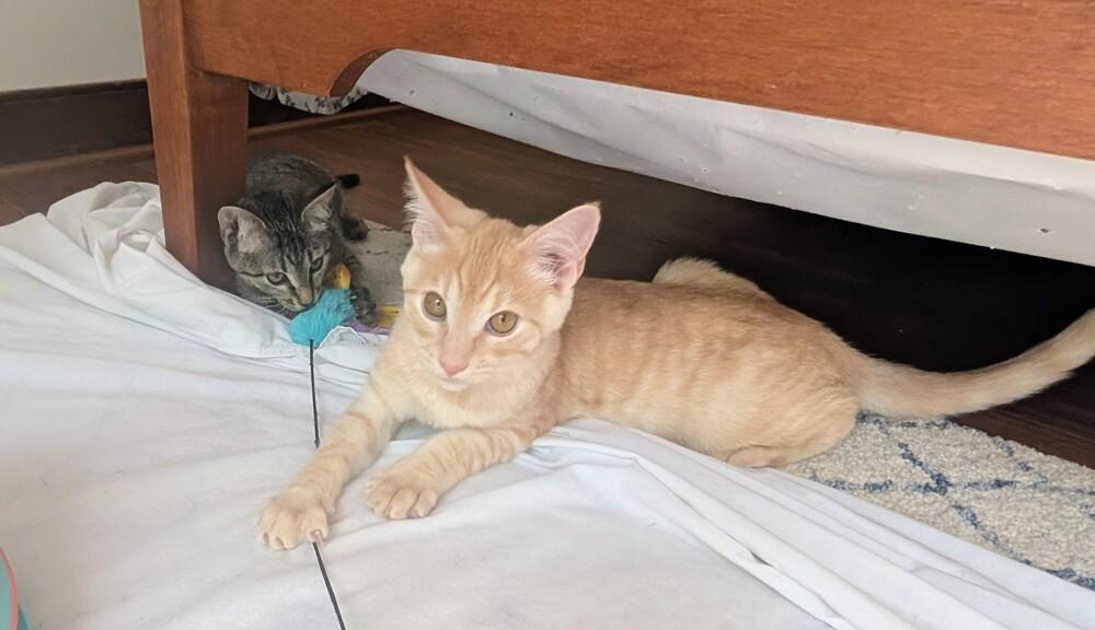 Sunny D, a Adoptable Domestic Short Hair in Louisa, VA image 2/5