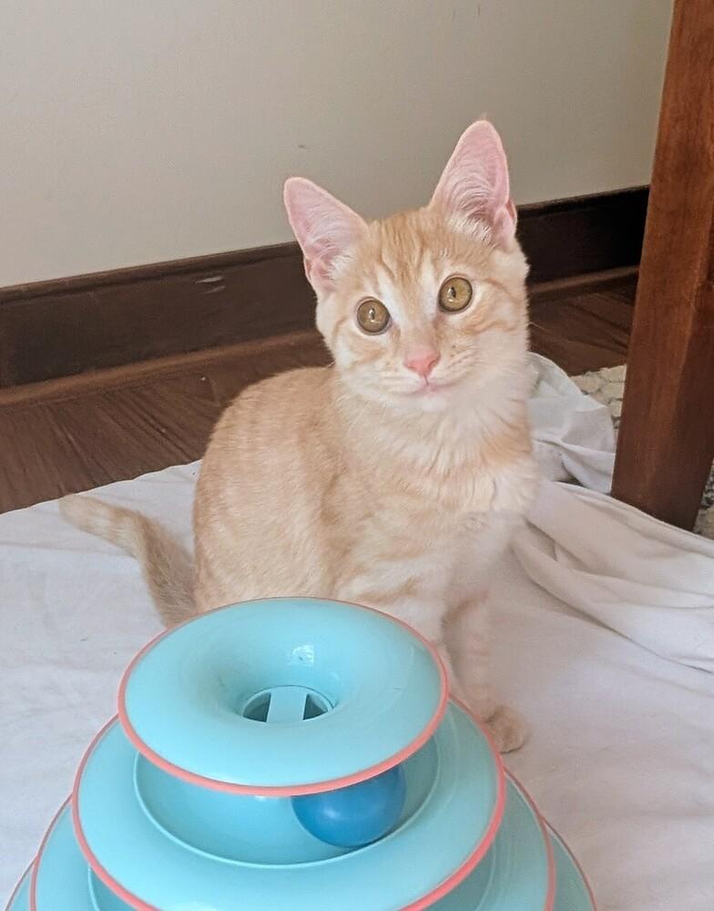 Sunny D, a Adoptable Domestic Short Hair in Louisa, VA image 3/5