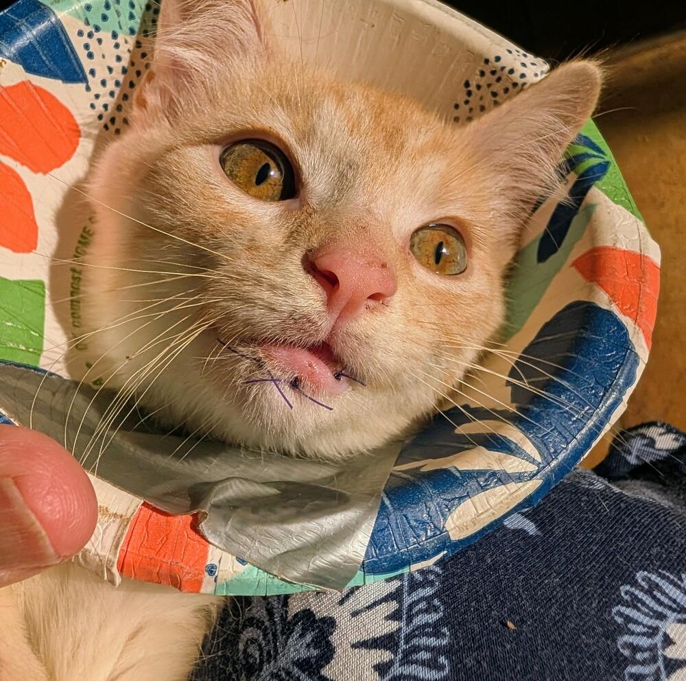 Sunny D, a Adoptable Domestic Short Hair in Louisa, VA image 4/5
