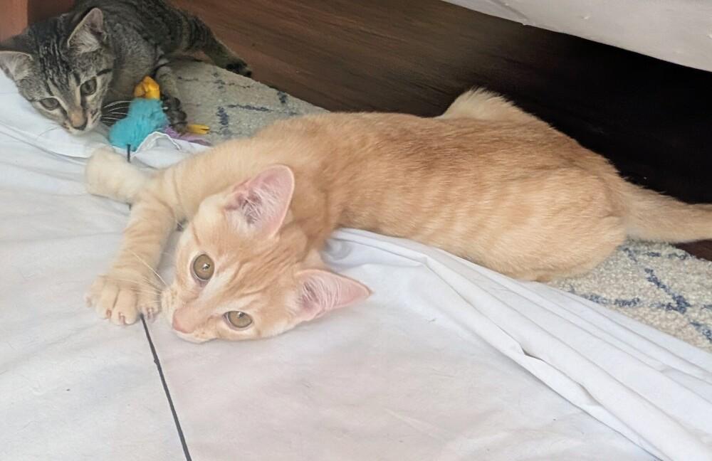 Sunny D, a Adoptable Domestic Short Hair in Louisa, VA image 5/5