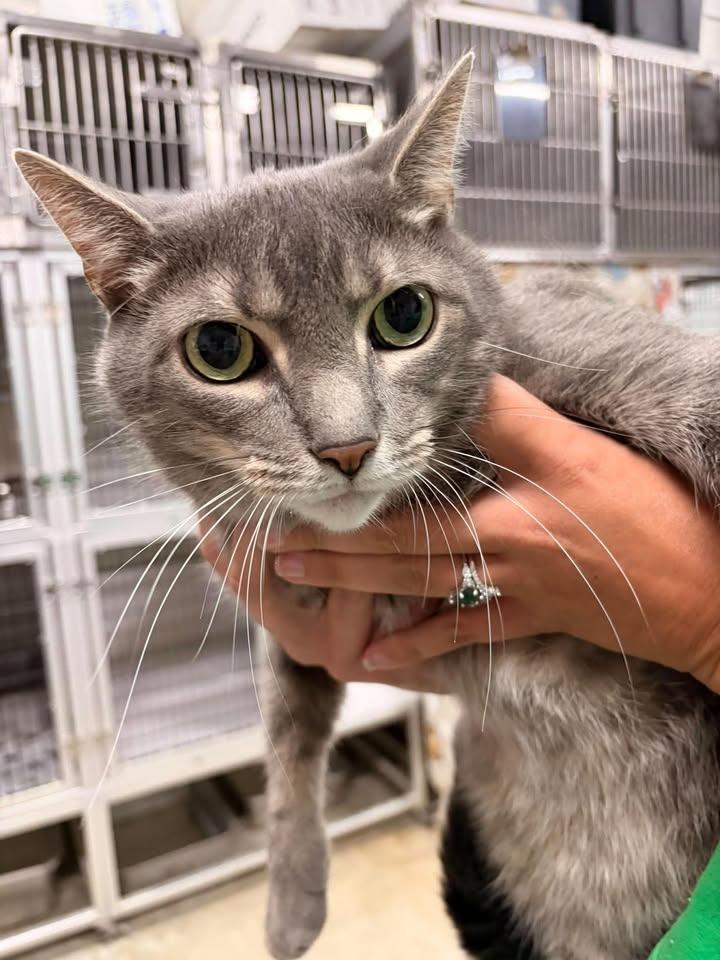 Enlarge Xeno, a Adoptable mixed breed in Greensburg, IN image 1/1