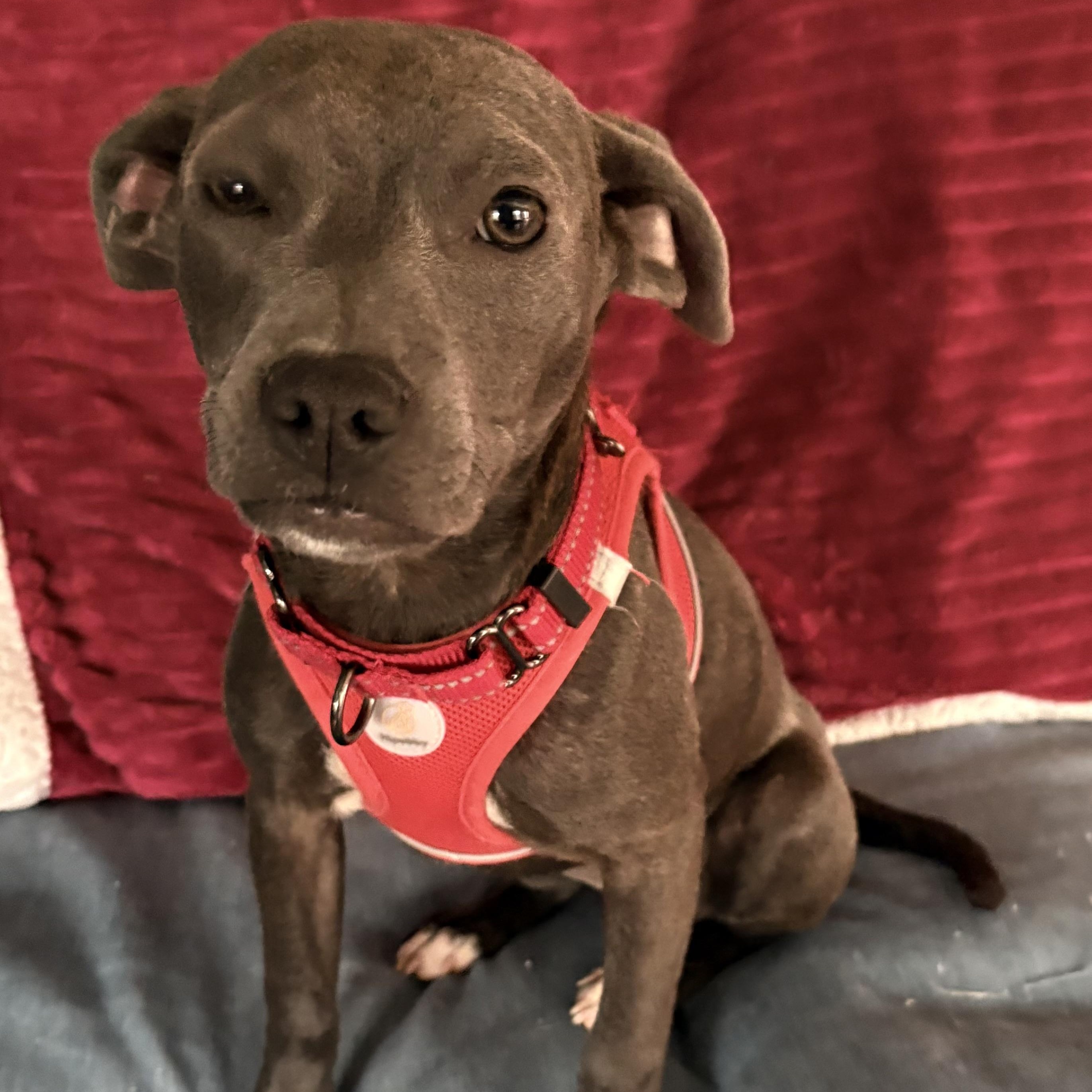 Enlarge Scarlett, an adopted mixed breed in Brentwood, TN image 2/2