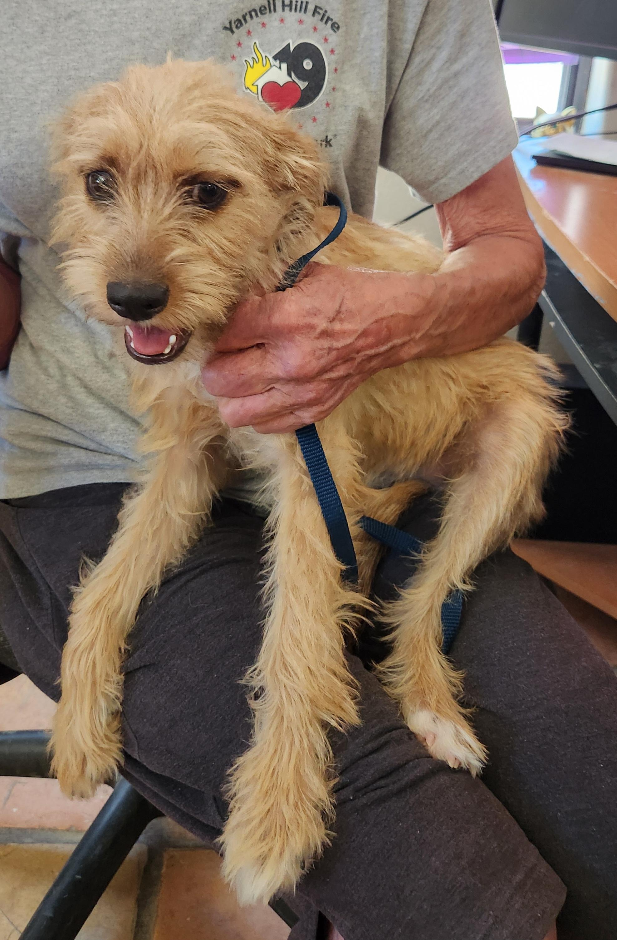 Sassy, an adoptable Yorkshire Terrier in Yarnell, AZ, 85362 | Photo Image 1