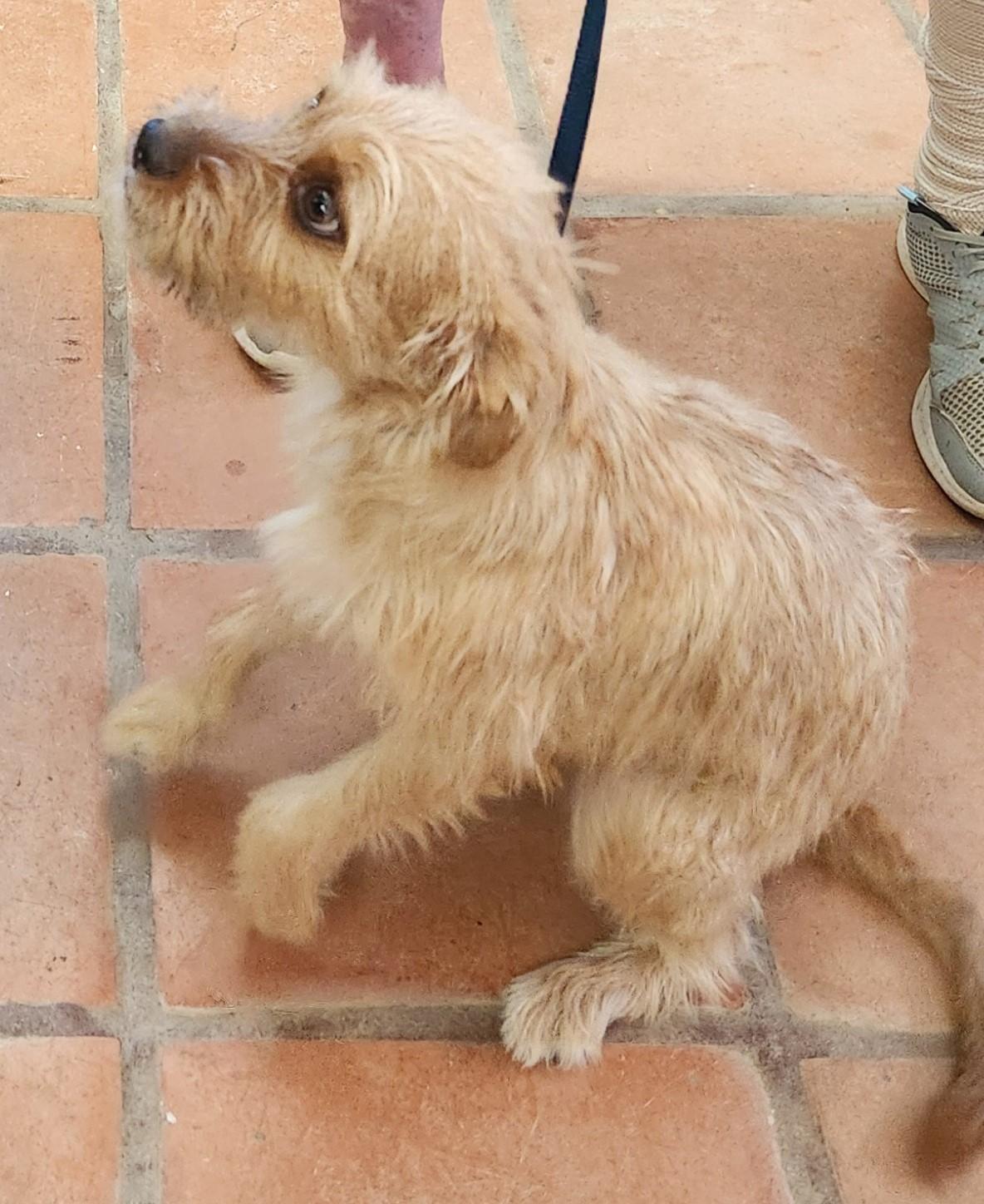 Sassy, an adoptable Yorkshire Terrier in Yarnell, AZ, 85362 | Photo Image 3