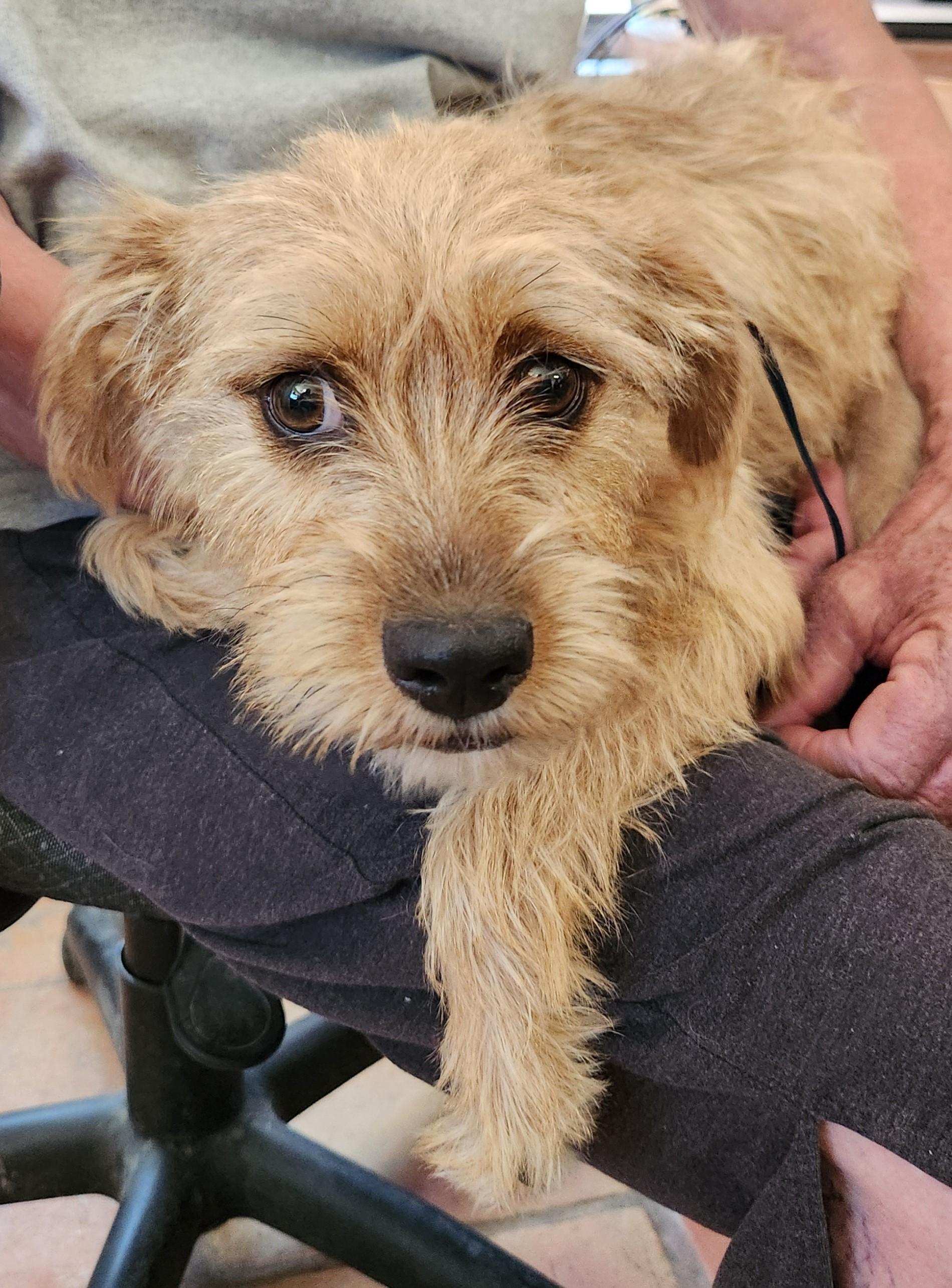 Sassy, an adoptable Yorkshire Terrier in Yarnell, AZ, 85362 | Photo Image 2