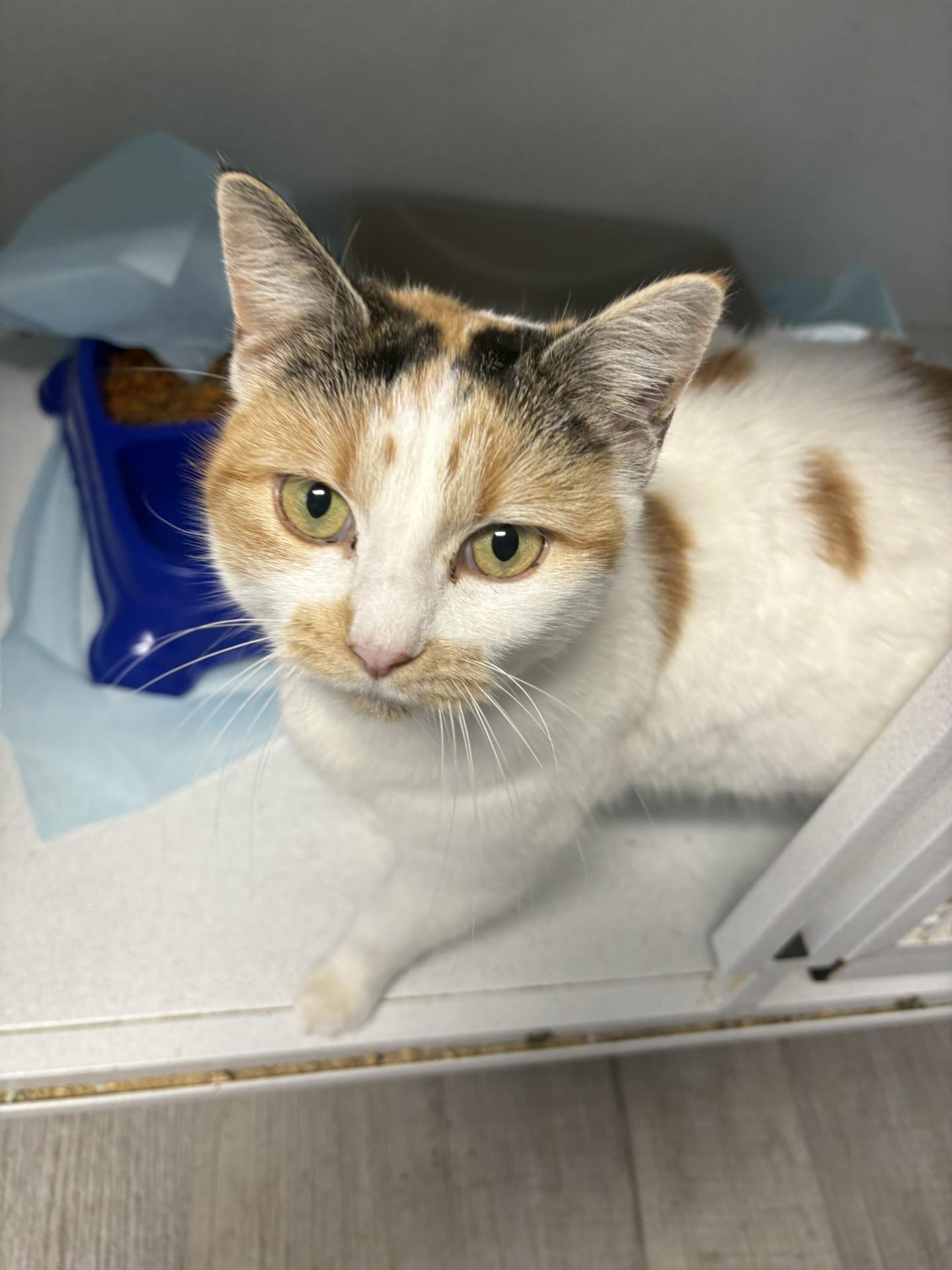 Enlarge Carmel, an adopted Domestic Short Hair in Paris , TN image 1/1