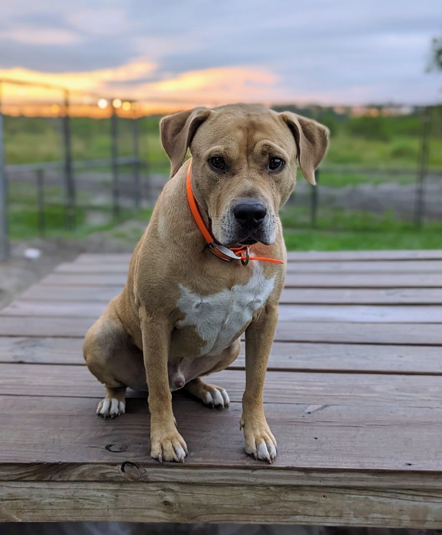 Sam, a Adoptable mixed breed in Punta Gorda , FL image 1/4