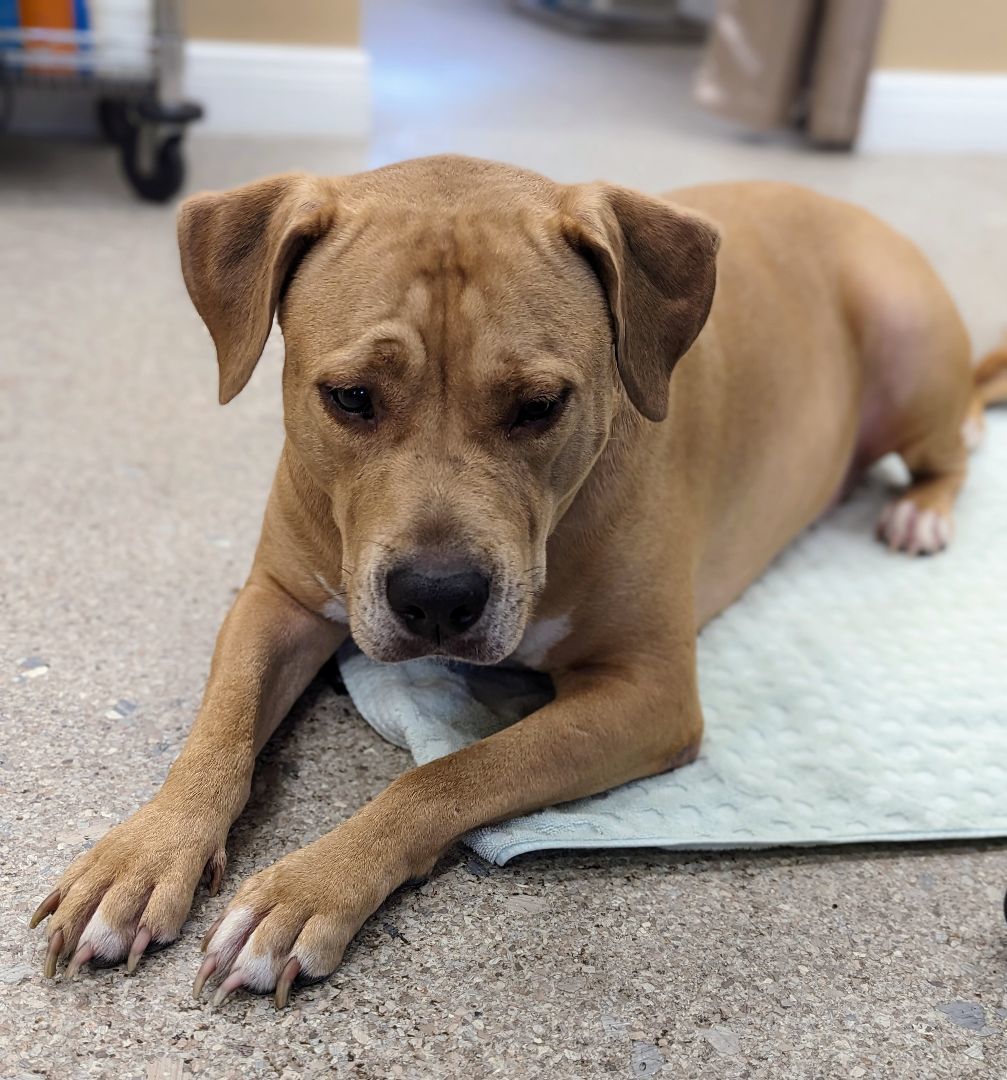 Sam, a Adoptable mixed breed in Punta Gorda , FL image 2/4