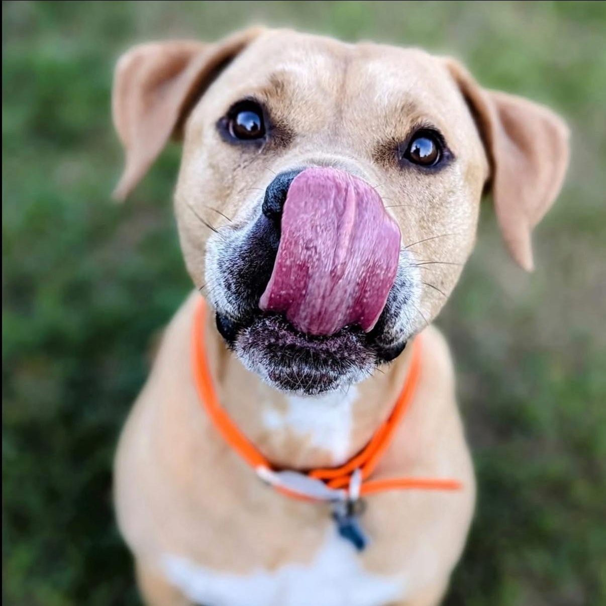 Sam, Adoptable, Adult Male Pit Bull Terrier & Labrador Retriever.