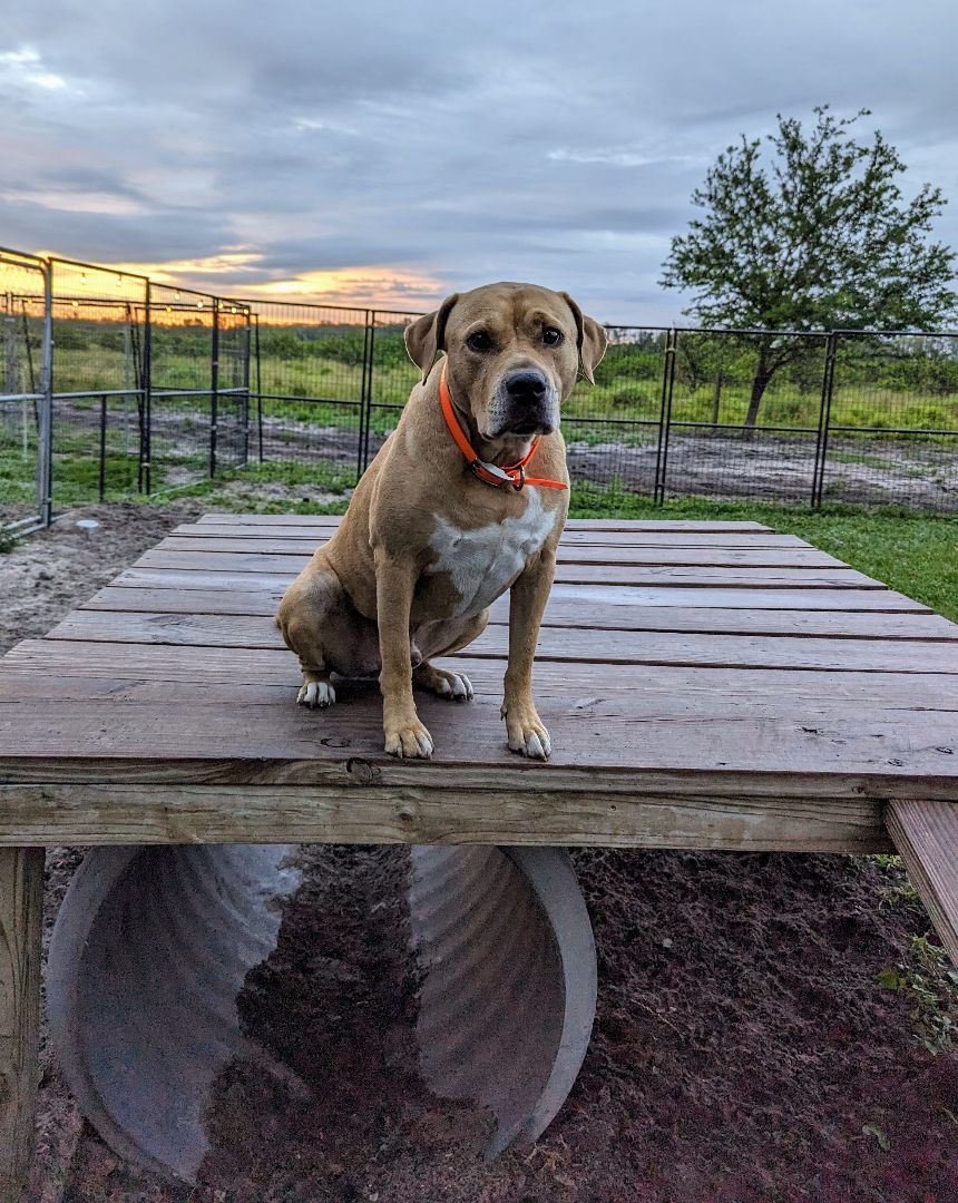 Sam, a Adoptable mixed breed in Punta Gorda , FL image 3/4