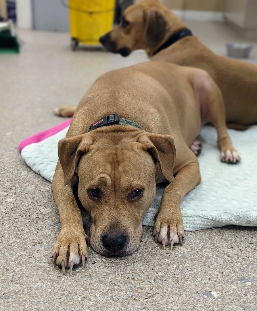 Sam, a Adoptable mixed breed in Punta Gorda , FL image 4/4